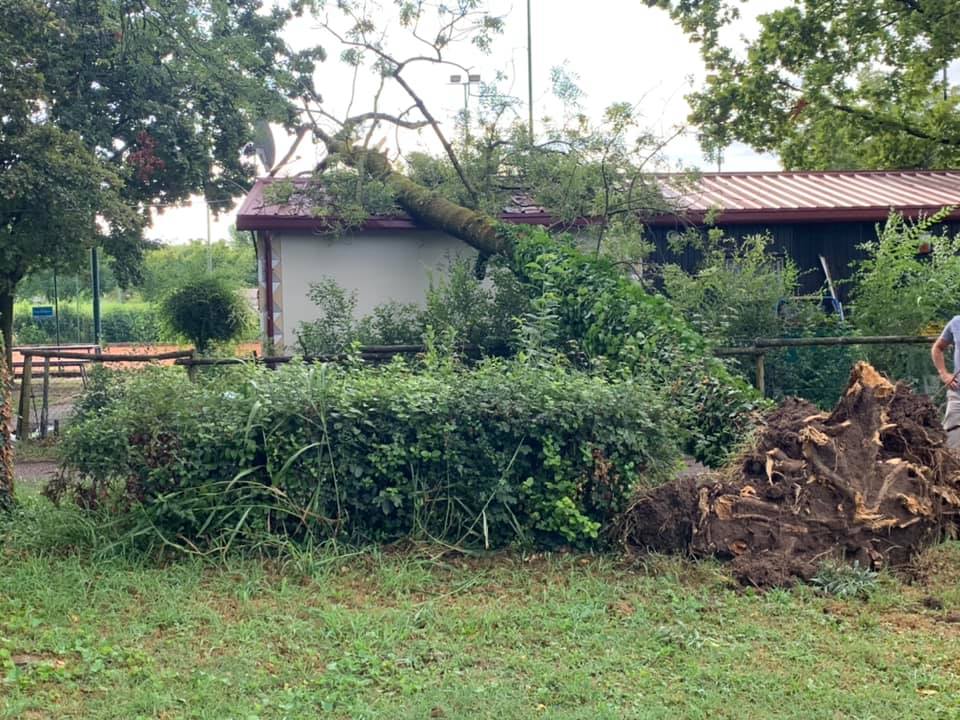 Immagine per Crolla un albero sugli spogliatoi del Tennis San Piero, non è il primo caso